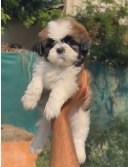 Buy Male Shih Tzu Puppy from  India